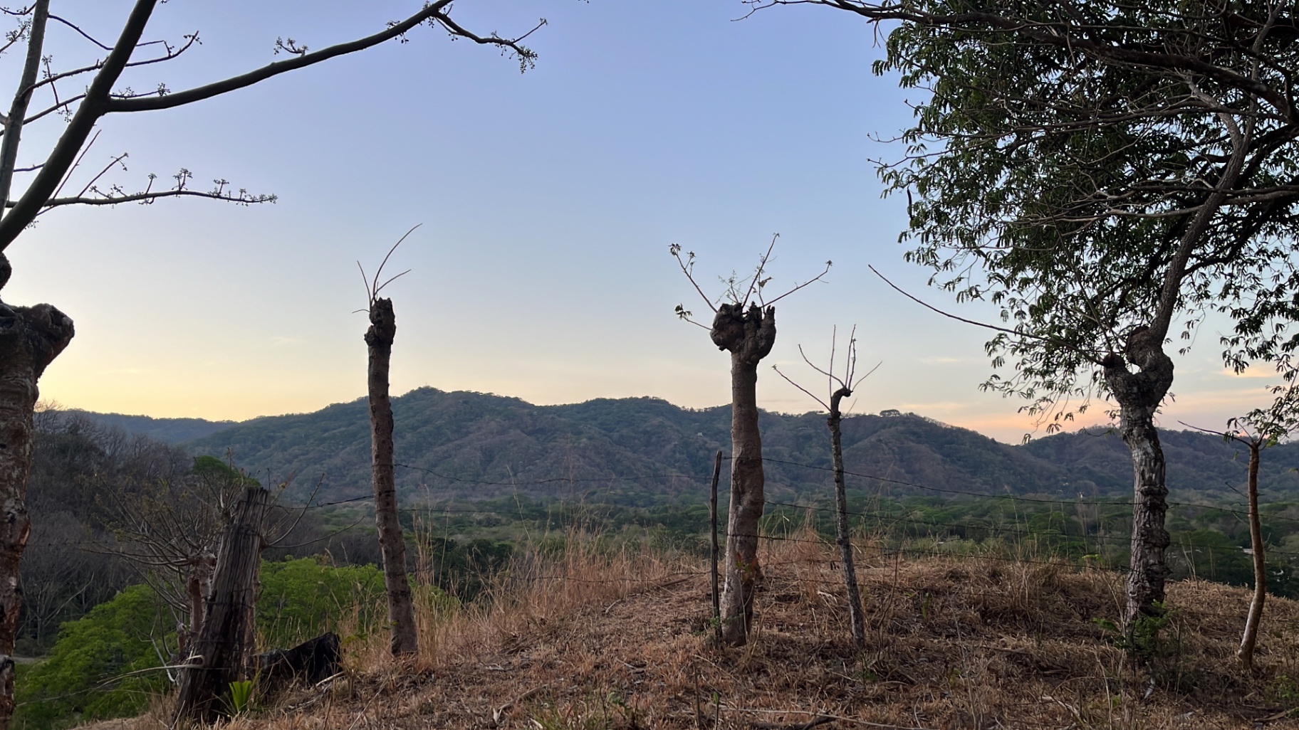 Bare trees on a hilltop above forested ridges at dusk.