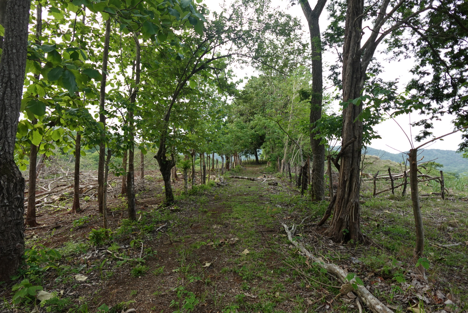 A quiet path between young trees on a hillside.